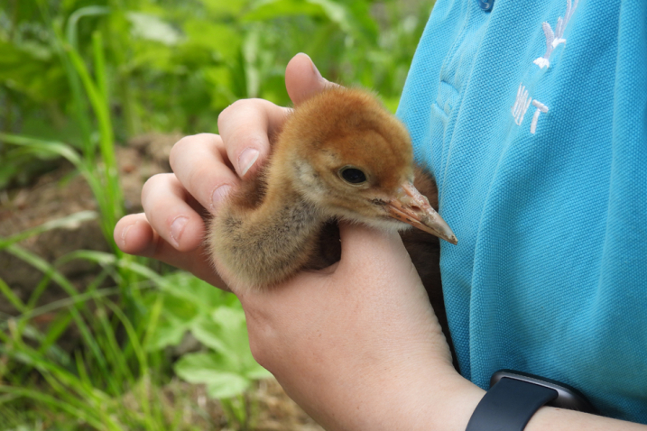 Crane chick check up - 19 May (12) 966x644.jpg